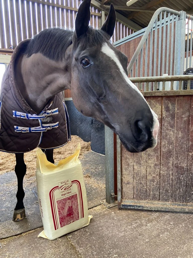 horse peering through stable door with a bale of Baillie Haylage at his feet.